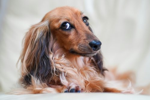 Hill’s Science Diet Sensitive Stomach & Skin Dog Food Takes a Whole-Body Approach to Everyday Nutrition - Photo by Kojirou Sasaki on Unsplash