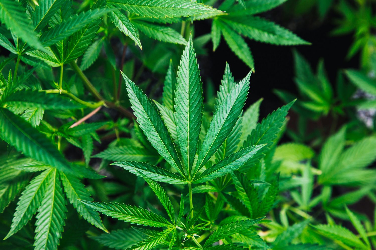 Gelato 43 Strain: Genetics, Flavor, Effects, and What Makes This Rare Gelato Phenotype Different - Photo by Rick Proctor on Unsplash